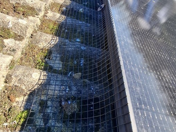 Moss Magician Roofing