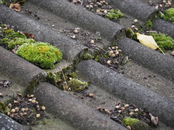 Moss Removal